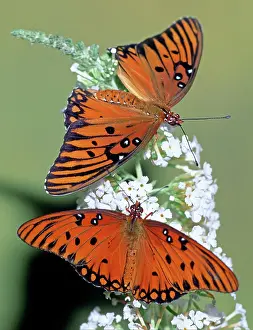 Fritillaries: Gulf Fritillary Butterfly