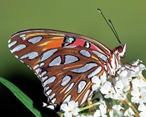 Fritillaries: Gulf Fritillary Butterfly