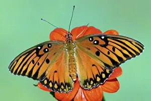 Fritillaries: Gulf Fritillary Butterfly
