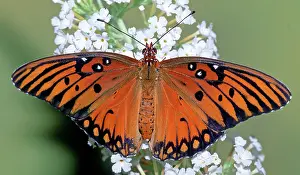 Fritillaries: Gulf Fritillary Butterfly