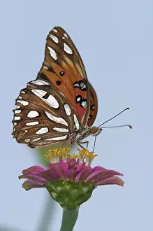 Nymphalid: Gulf Fritillary Butterfly