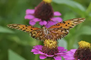 Agraulis: Gulf Fritillary Butterfly