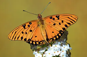 Agraulis: Gulf Fritillary Butterfly