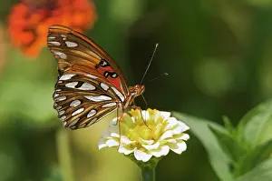 Agraulis: Gulf Fritillary Butterfly