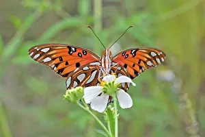 Needles: Gulf Fritillary Butterfly