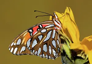 Fritillary: Gulf Fritillary Butterfly