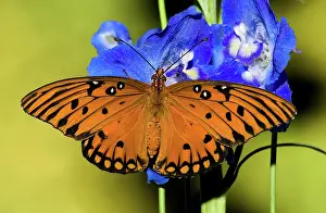 Fritillary: Gulf Fritillary Butterfly