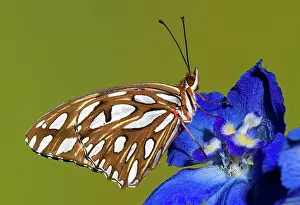 Fritillary: Gulf Fritillary Butterfly