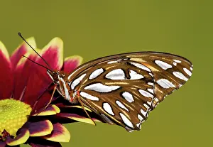 Fritillary: Gulf Fritillary Butterfly
