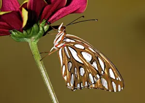 Fritillary: Gulf Fritillary Butterfly