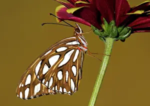 Fritillary: Gulf Fritillary Butterfly