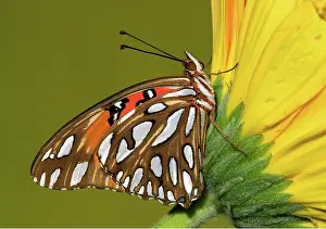 Fritillary: Gulf Fritillary Butterfly