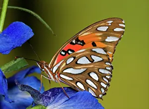 Fritillary: Gulf Fritillary Butterfly