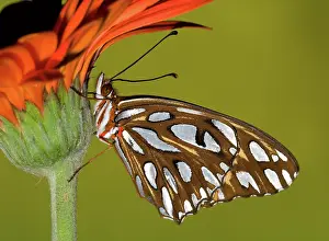 Fritillary: Gulf Fritillary Butterfly