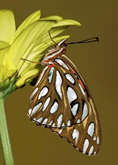 Antennae: Gulf Fritillary Butterfly
