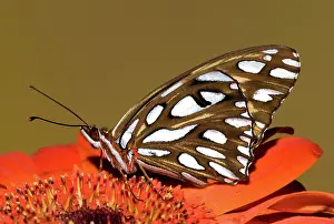 Antennae: Gulf Fritillary Butterfly