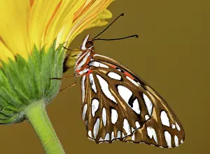 Antennae: Gulf Fritillary Butterfly