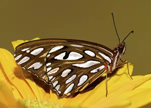 Antennae: Gulf Fritillary Butterfly