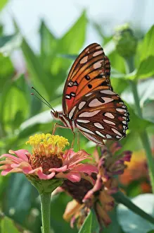 Fritillary: Gulf Fritillary Butterfly