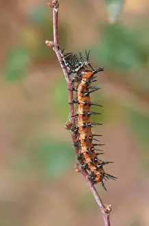 Moulting: Gulf Fritillary Caterpillar