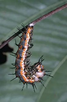 Nymphalid: Gulf Fritillary Caterpillar