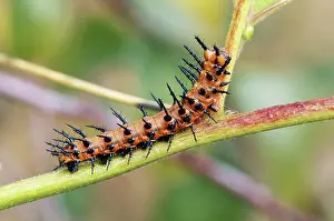 Larval: Gulf Fritillary Caterpillar