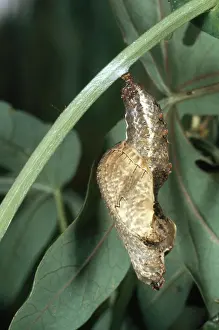 Nymphalid: Gulf Fritillary Chrysalis