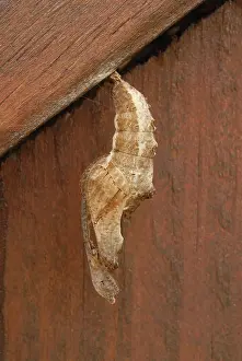 Nymphalid: Gulf Fritillary Chrysalis