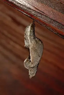 Nymphalid: Gulf Fritillary Chrysalis