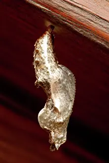 Nymphalid: Gulf Fritillary Chrysalis