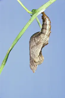 Pupae: Gulf Fritillary Chrysalis