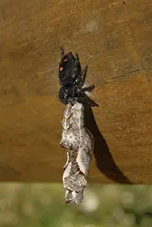 Nymphalid: Gulf Fritillary Eaten By Jumping Spider