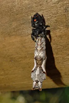 Nymphalid: Gulf Fritillary Eaten By Spider
