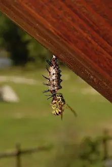 Nymphalid: Gulf Fritillary Eaten By Wasp