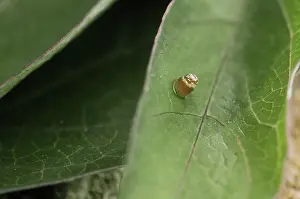 Pterygota: Gulf Fritillary Egg