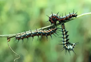Agraulis: GULF FRITILLARY LARVA / Caterpillar - Larvae stage
