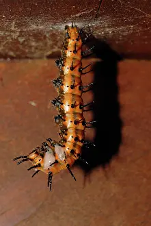 Nymphalid: Gulf Fritillary Prepupae