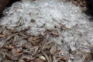 Shellfish: Gulf Shrimp