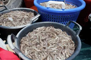 Shellfish: Gulf Shrimp Harvest