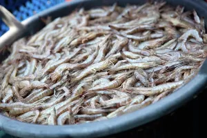 Shellfish: Gulf Shrimp Harvest