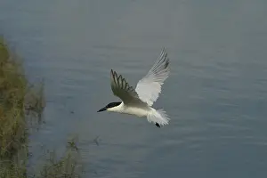 Nilotica: Gull-billed Tern