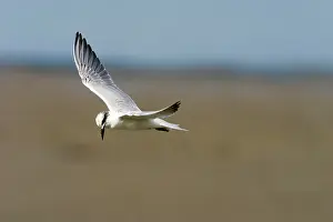 Nilotica: Gull-billed Tern