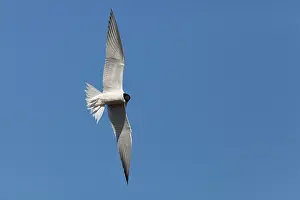 Nilotica: Gull-billed Tern - adult bird in flight