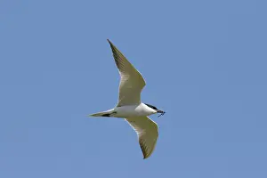 150420: Gull-billed tern - adult tern in flight - Wadden