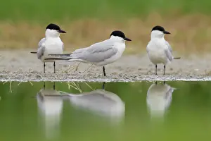 Terns: Gull-billed Tern (Gelochelidon nilotica), three