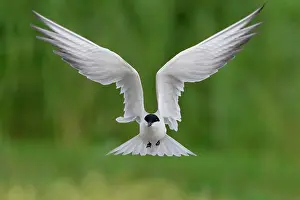 Terns: Gull-billed Tern (Gelochelidon nilotica), front