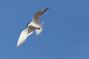Nilotica: Gull-billed Tern - single adult bird in flight