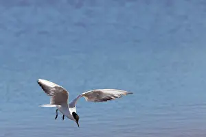 Nilotica: Gull-billed Tern - single adult bird in flight fishing
