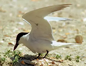 Nilotica: Gull-billed Tern (Sterna nilotica)