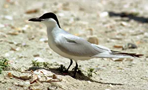 Nilotica: Gull-billed Tern (Sterna nilotica)
